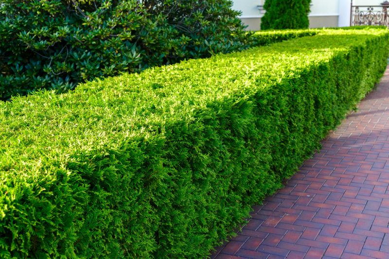 Pruned Hedge