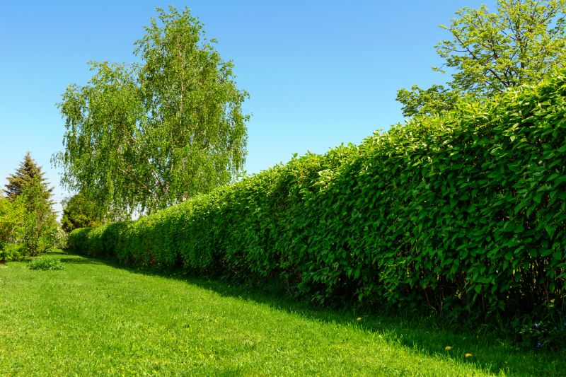 Lush Green Hedge