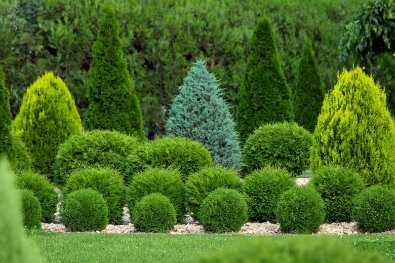 Mature Shrubs with Clean Cuts