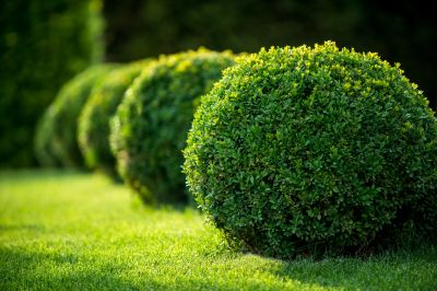 Healthy Shrubs with Proper Trimming