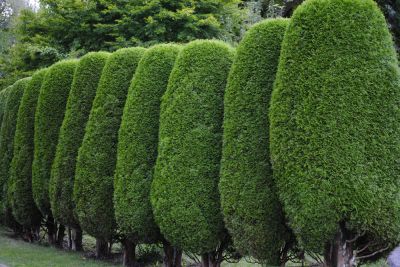 Discourage Pest Infestation and Disease!