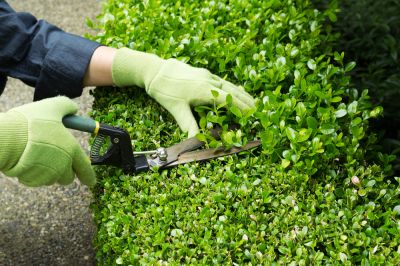 Get Professional Trimming!